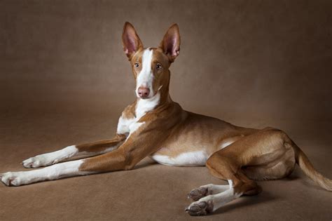 Podenco Ibicenco: carácter, salud, cachorros y precio